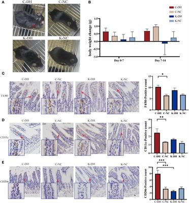 Intestinal microflora promotes Th2-mediated immunity through NLRP3 in damp and heat environments